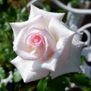 薔薇好きまっさんの日記