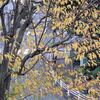 団地樹木の紅葉