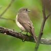 植物園の鳥（２０１３　０９１４）