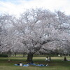 大庭城址公園の花見