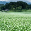 【2019年】中山高原の蕎麦畑、そばの花が満開だよ！