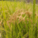 Field Note