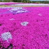 花追い旅：Flower  village  花夢の里 ③（広島県世羅郡世羅町）