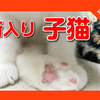【新入り子猫　スコティッシュの赤ちゃんがやってきた！先住猫と対面！】New cat！