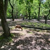 井の頭恩賜公園へお散歩