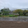 冷たい雨日・野菜の様子