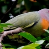 シンガポール　マンション街の野鳥たち