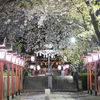 六孫王神社で名残りの夜桜を愛でる@2021