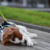 愛犬と大型クルーズ船を眺める心温まる一日
