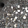 水前寺公園　カメの卵