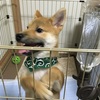 柴犬すけろくがやって来た！