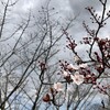 桜の季節