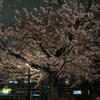 千葉城の桜開花状況♪（夜桜編・千葉市中央区亥鼻）