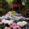 花手水発祥のお寺「柳谷観音　楊谷寺」あじさいウィーク2024　後編