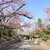 興禅寺（横浜高田）の安行桜 2023