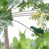 オオハナインコ Eclectus Parrot