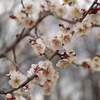 根岸森林公園で梅を撮る～ちょっと春が近づいてきたかもしれない