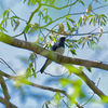 今シーズンの初夏鳥　オオルリ
