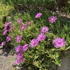 庭の花。ピンク色の松葉菊。麗晃（レイコウ）。