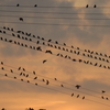 椋鳥夕べの集合