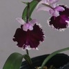 今日の花（2023.2.28）