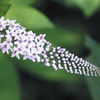 今日の誕生花「オカトラノオ」虎の尻尾に似てる花、丘、水、海の区別！