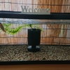 金魚水槽 久しぶりの水換え後は
