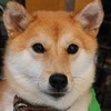 No.358 あすか （柴犬 2歳位 ♀）