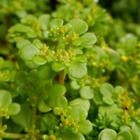 多肉植物 黄金丸葉万年草 オウゴンマルバマンネングサ 特徴と育て方 たにく図鑑 草日和 Kusabiyori