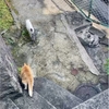 よりみちくさ741