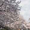 早咲きの桜　ちょっとお出掛け編