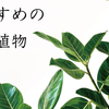 【室内でも元気】おすすめの観葉植物  3選【管理が楽】