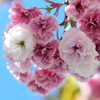 八重桜と紫陽花と近況報告と♪
