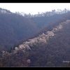 桜　【光城山】【道祖神】【梓川】