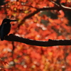週末(紅葉)風景 [カワセミ][モミジ][イチョウ]