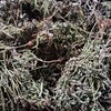 いんげん豆の残渣をもらってきて牛にあげたりと