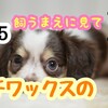 ＃15チワックスのデメリット