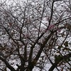 曇りの日のお散歩。季節外れの桜を見つけました。