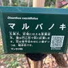 （紹介：植物）新宿中央公園で見かけたマルバノキを紹介します