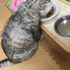 猫餌を寄付する