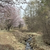 近場の桜