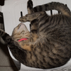 COCOA(猫)もうすぐ2歳