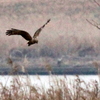 利根川下流の葭原で、獲物を狙うチュウヒ