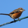 畑の寒起しにやってきた鳥　など