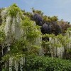 藤の花ちる