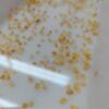 トウガラシの芽出しにチャレンジ！！　2/21