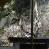 〖ブラタモリ〗浄光明寺の御朱印と激動の歴史・境内の見どころ