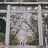 桜咲く宗忠神社