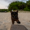 八重山諸島のねこさん