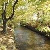 色づく玉川上水